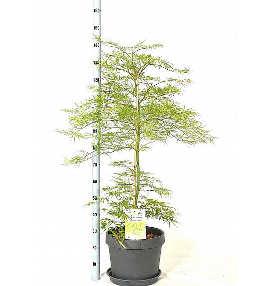 Acer palmatum Dissectum C15 Lit. 60-80 cm