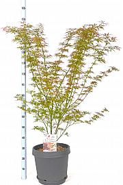 Acer palmatum Jerre Schwartz C15 Lit. 60-80 cm
