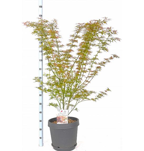 Acer palmatum Jerre Schwartz C15 Lit. 60-80 cm