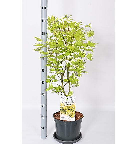 Acer shirasawanum Jordan C15 Lit. 60-80 cm