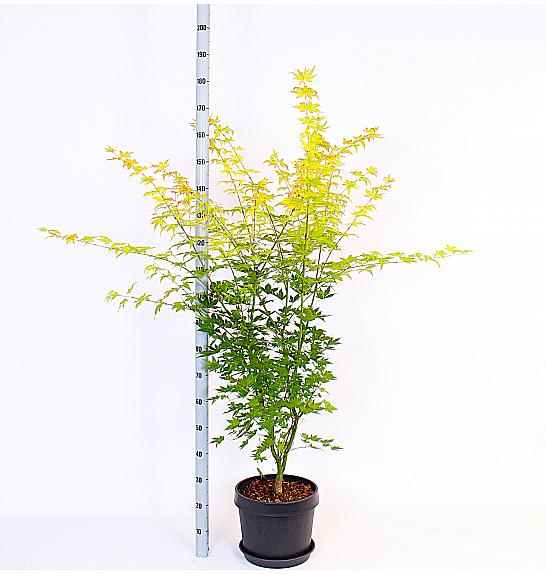 Acer palmatum Orange Dream C15 Lit. 60-80 cm
