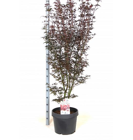 Acer palmatum Skeeter's Broom C15 Lit. 60-80 cm