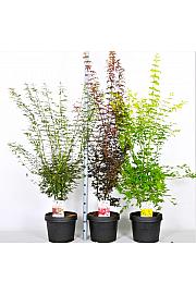 Acer palmatum MIX C15 Lit. 60-80 cm
