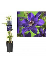 Clematis hibrid The President C1,5 lit. 20-30 cm