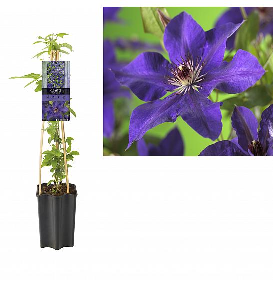 Clematis hibrid The President C1,5 lit. 20-30 cm