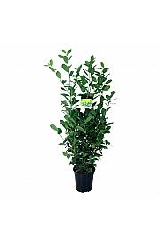 Prunus laurocerasus Obelisk C6 Lit. 80-100 cm