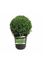 Buxus sempervirens C4 Lit. Lopta 25+ cm