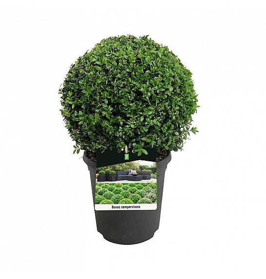 Buxus sempervirens C4 Lit. Lopta 25+ cm