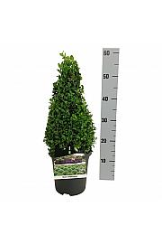 Buxus sempervirens C3 Lit. 30-40 cm Piramida