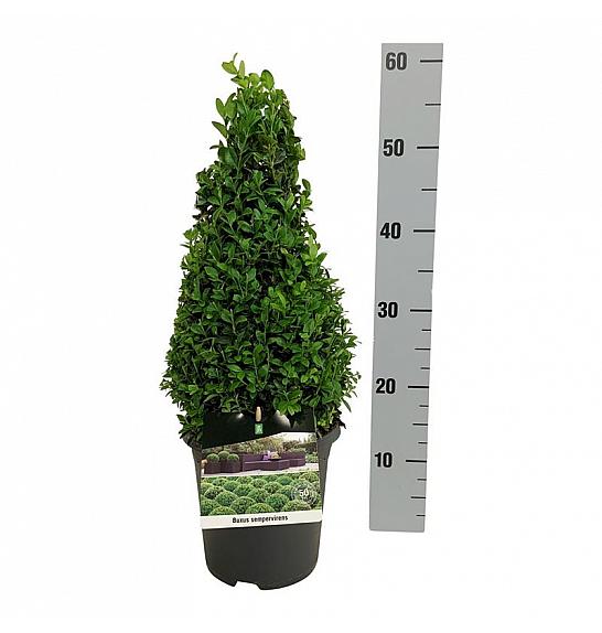 Buxus sempervirens C3 Lit. 30-40 cm Piramida