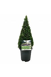 Buxus sempervirens C4 Lit. 40-50 cm Piramida