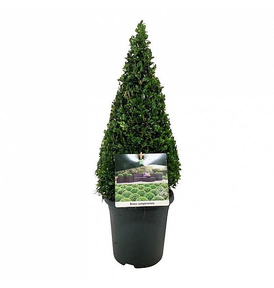 Buxus sempervirens C4 Lit. 40-50 cm Piramida