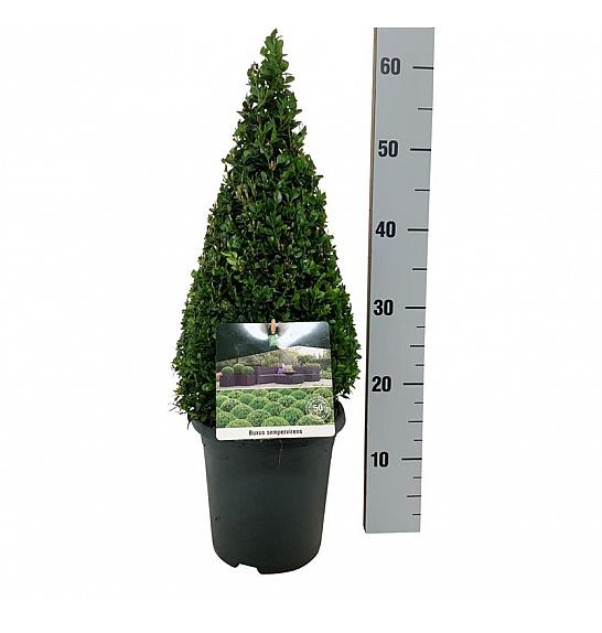 Buxus sempervirens C4 Lit. 40-50 cm; Piramida