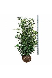 Prunus laurocerasus Genolia ® bala 100-125 cm extra