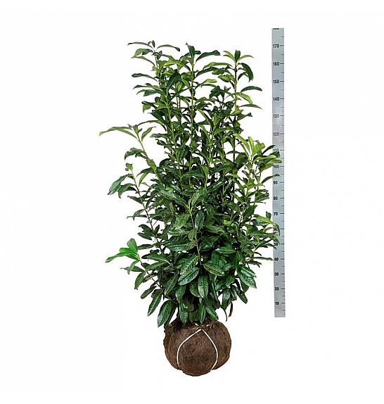Prunus laurocerasus Genolia ® bala 100-125 cm extra