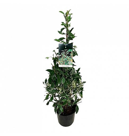 Prunus lusitanica Variegata C6 Lit. 80-100 cm Piramida