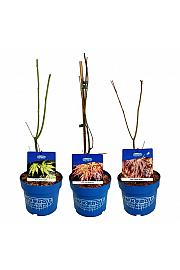 Acer JACK FROST® C3 Lit. 40-50 cm