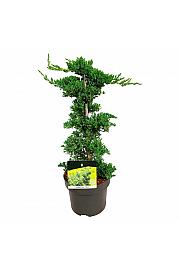 Juniperus procumbens Nana C5 Lit. 40-50 cm Piramida