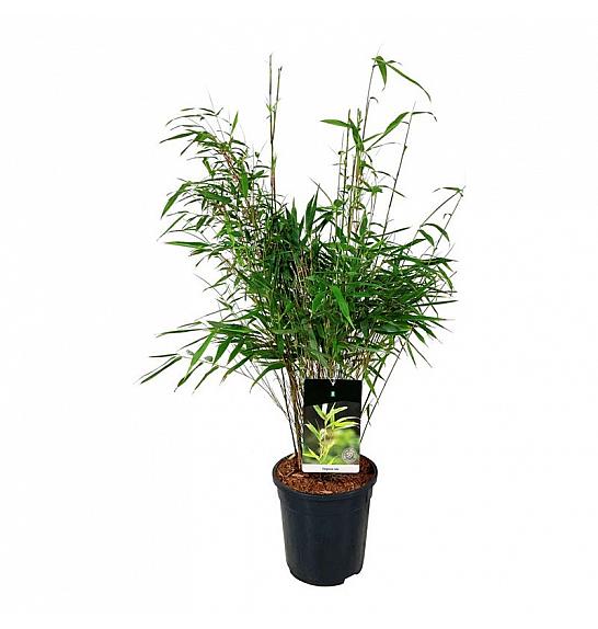 Fargesia rufa C6 Lit. 60-80 cm