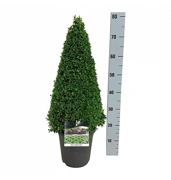 Buxus sempervirens C5 Lit. 50-60 cm Piramida