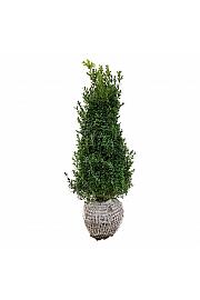 Buxus sempervirens bala 60-80 cm