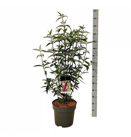 Buddleja davidii Ile de France C15 Lit 100-125 cm
