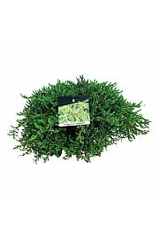 Juniperus communis Greenmantle C7.5 Lit. 50-60 cm