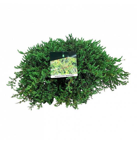 Juniperus communis Greenmantle C7.5 Lit. 50-60 cm