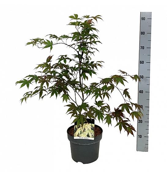 Acer palmatum Osakazuki C5 Lit. 50-60 cm