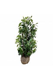 Prunus laurocerasus Novita bala 100-125 cm extra