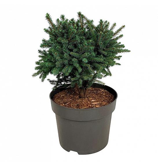 Picea glauca Echiniformis C7,5 Lit. 25-30 cm