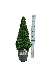 Buxus sempervirens C8.5 Lit. 60-70 cm Piramida
