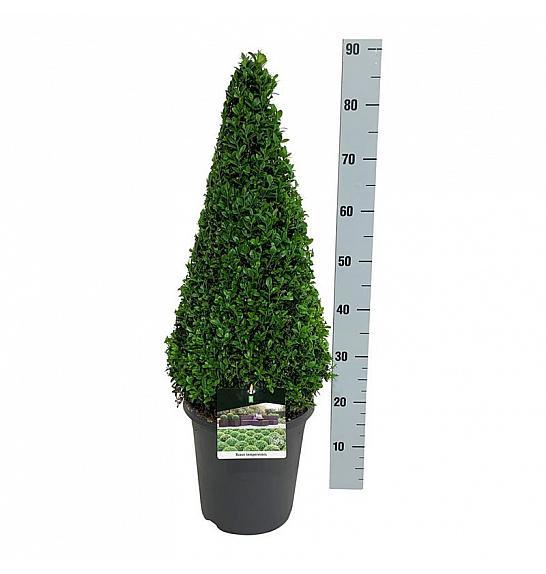 Buxus sempervirens C8.5 Lit. 60-70 cm Piramida
