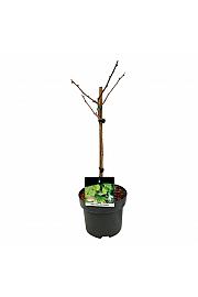 Ginkgo biloba Little Emperor C5 Lit. Na steblu 40 cm