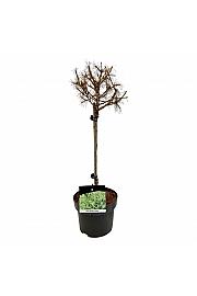 Larix decidua Globus C5 Lit. Na stabljici 40 cm