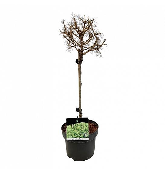 Larix decidua Globus C5 Lit. Na stabljici 40 cm