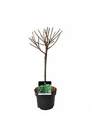 Larix decidua Kórnik C5 Lit. Na stabljici 40 cm