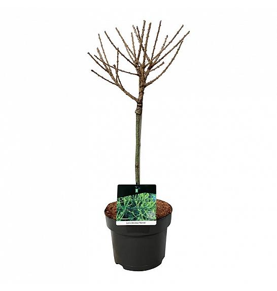 Larix decidua Kórnik C5 Lit. Na stabljici 40 cm