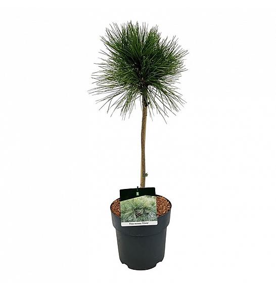 Pinus resinosa Pillnitz C5 Lit. Na steblu 40 cm