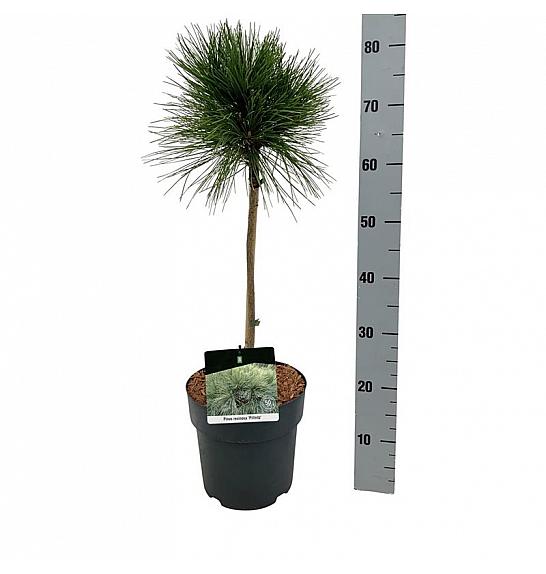Pinus resinosa Pillnitz C5 Lit. Na steblu 40 cm
