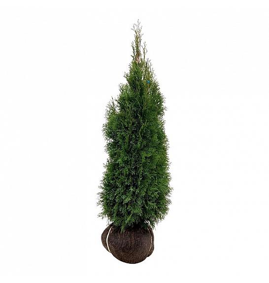 Thuja occidentalis Smaragd bala 120-140 cm extra
