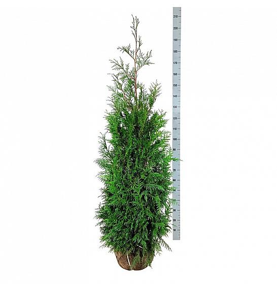 Thuja plicata Martin bala 160-180 cm extra