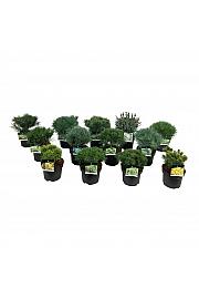 Iglavci ekskluzivni Mix C5 Lit. 25-30 cm