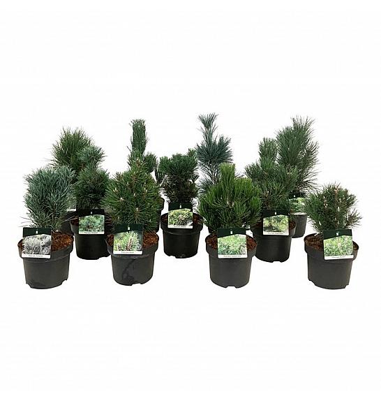 Iglavci ekskluzivni Mix C5 Lit. 30-40 cm