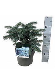 Picea pungens Karpaten C5 Lit. 25-30 cm
