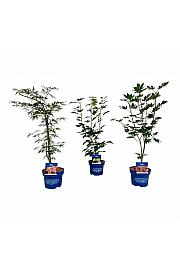 Acer JACK FROST® Mix C5 Lit. 50-60 cm