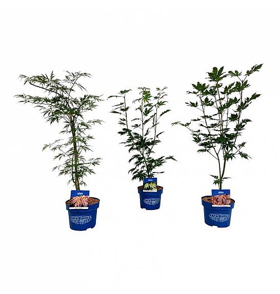 Acer JACK FROST® Mix C5 Lit. 50-60 cm