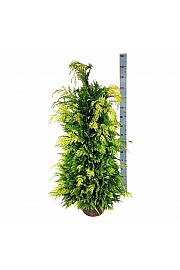 Chamaecyparis lawsoniana Ivonne bala 100-120 cm extra