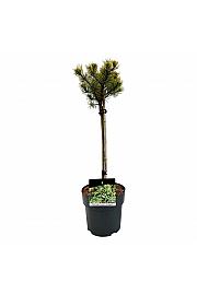 Pinus mugo Carstens Wintergold C5 Lit. Na steblu 40 cm