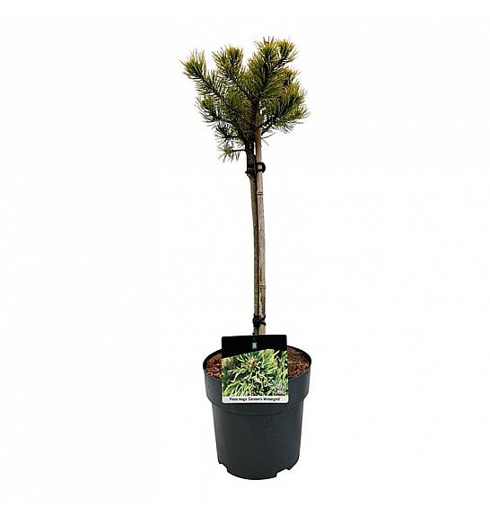 Pinus mugo Carstens Wintergold C5 Lit. Na steblu 40 cm